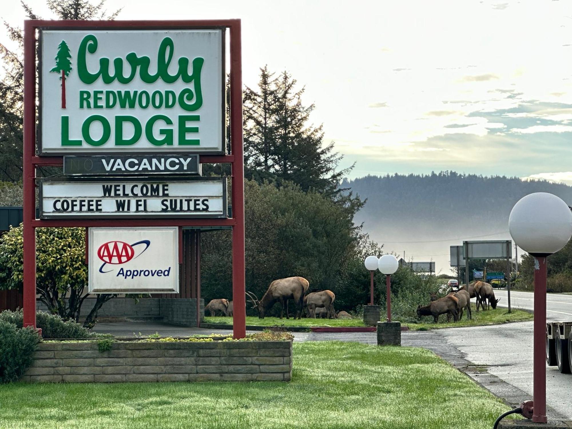 Curly Redwood Lodge Crescent City Exterior foto